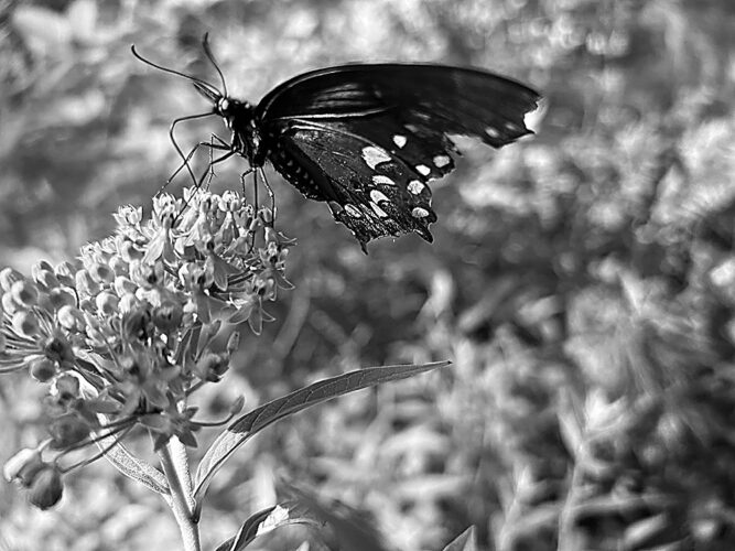 Utility rights of way help make habitats more diverse